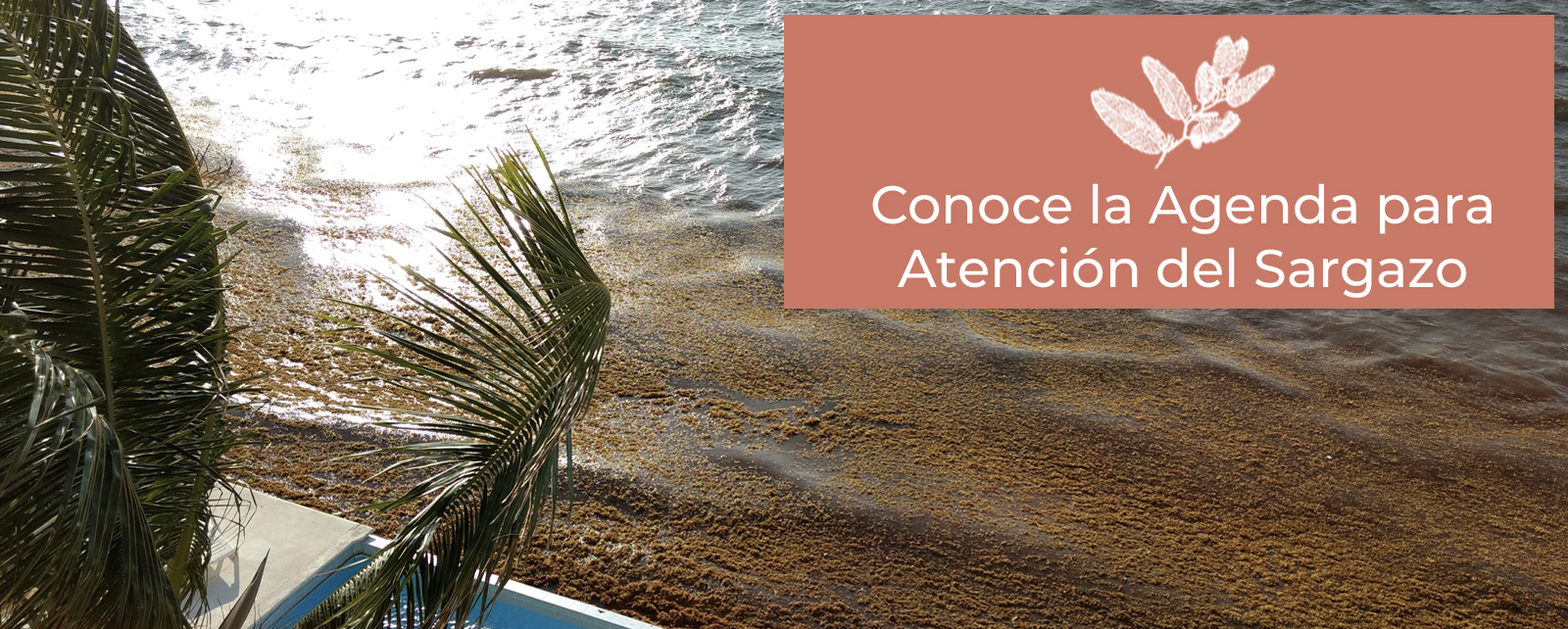 NuevoBannerAgendaElSargazo
