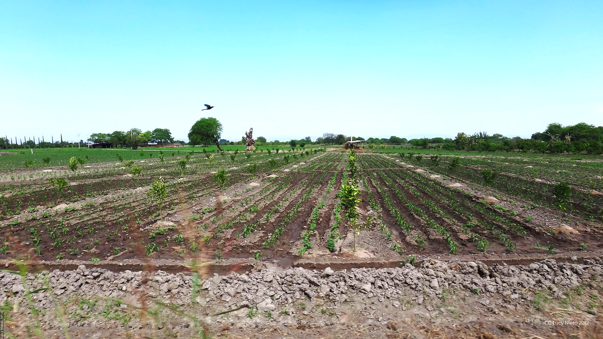 Lee más sobre el artículo Innovaciones para una agricultura libre de agroquímicos