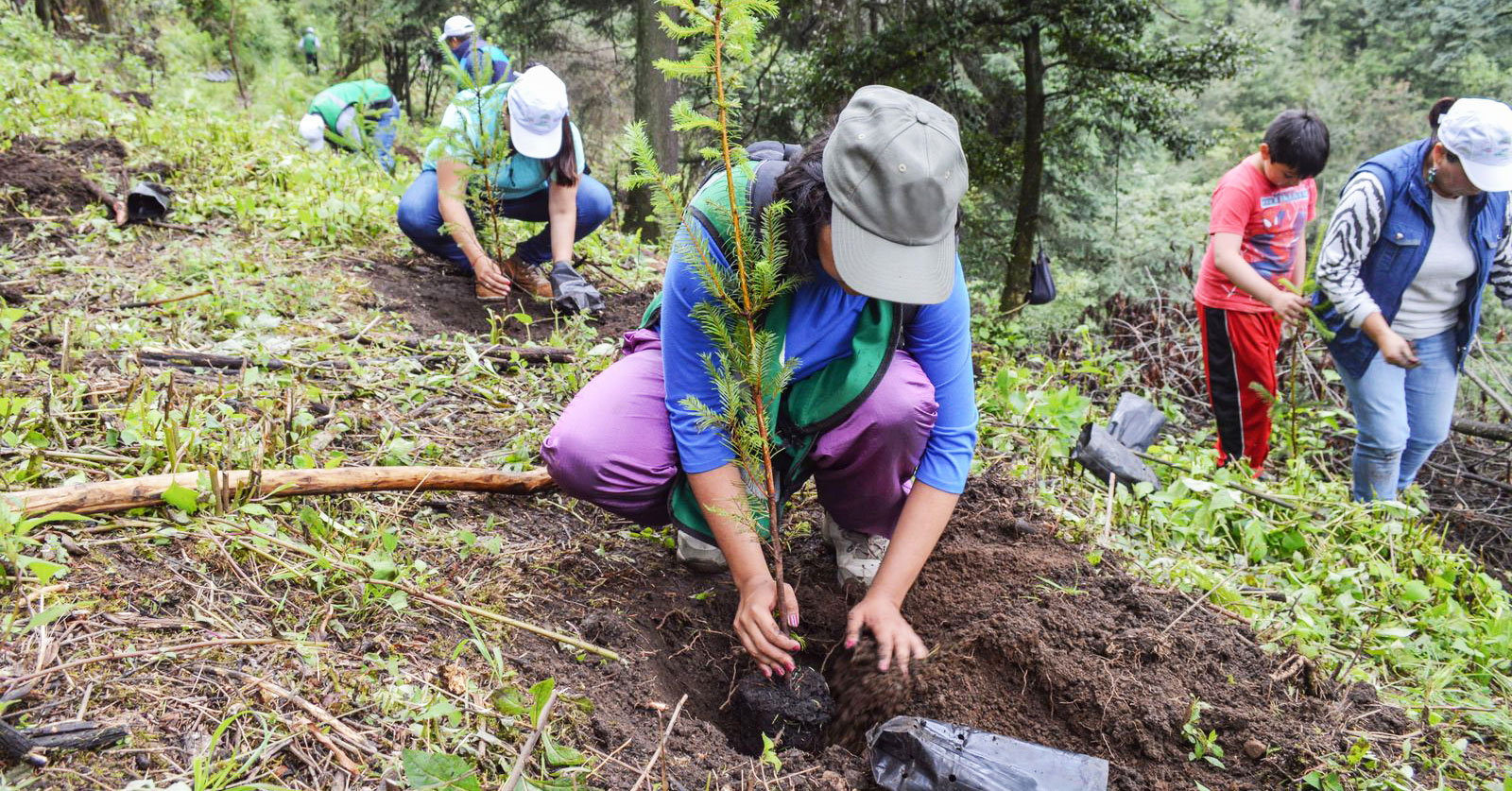 Lee más sobre el artículo Ecofisiología: clave para la restauración ecológica