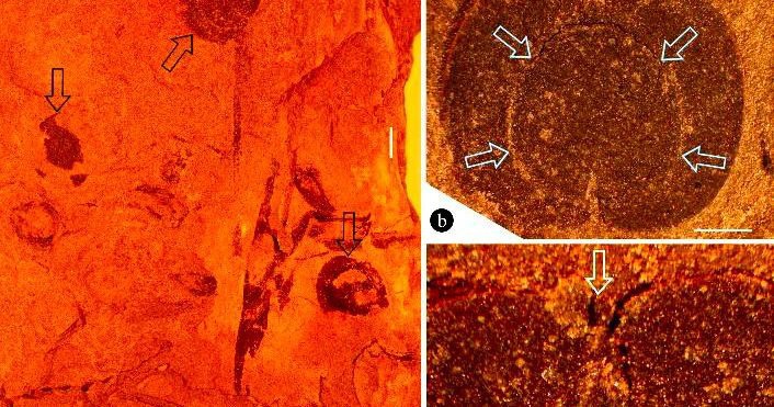 Lee más sobre el artículo Se reporta una especie angiosperma en América del Norte antes del periodo Cretácico